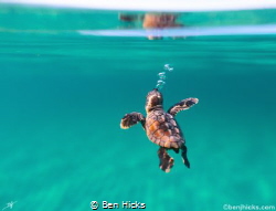 A loggerhead Sea turtle makes his or her way out to sea! by Ben Hicks 